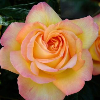Pair of Large Standard Rose Trees - Gloria Dei (Peace)