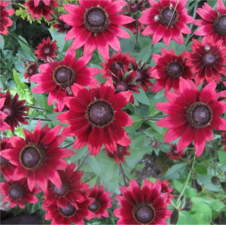 Rudbeckia Cherry Brandy - Cone Flower