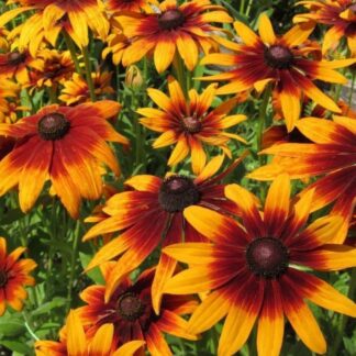 Rudbeckia Hirta 'Autumn Colours'
