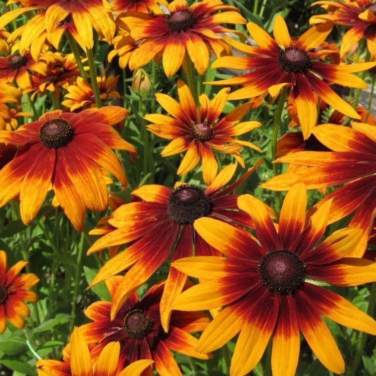 Rudbeckia Hirta 'Autumn Colours'