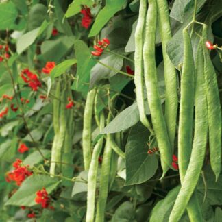 Runner Bean Polestar