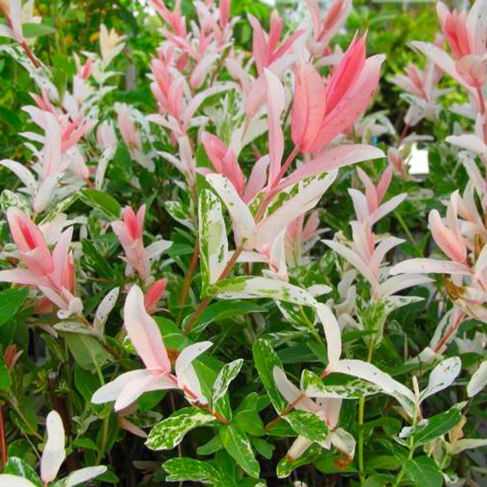 Salix Integra Flamingo - Dappled Willow - Hakuro Nishiki - Large 'Flamingo Tree' Shrub