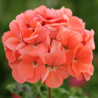Geranium Zonale Salmon - Pelargonium