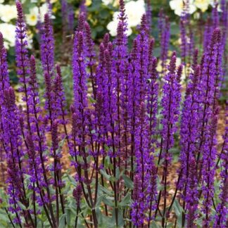 Salvia Nemerosa Caradonna - Deep Blue Hardy Salvia - Large - in Bud & Bloom