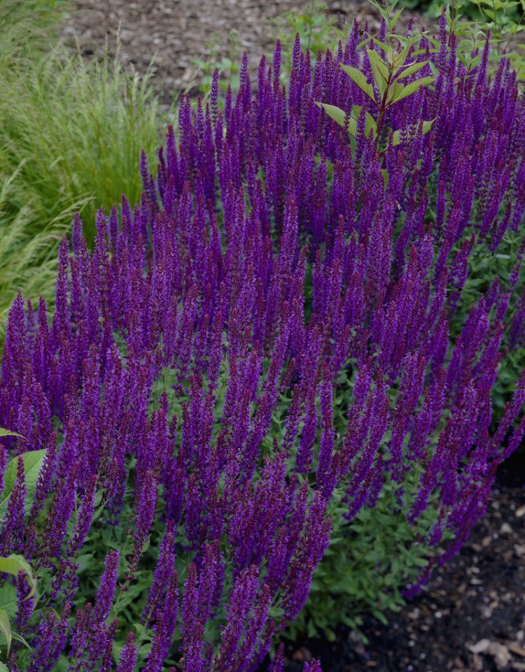 Salvia Nemorosa 'Ostfriesland'