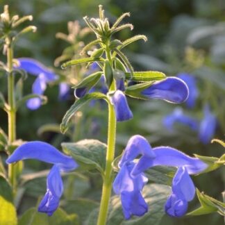 Salvia Patens Dark Blue