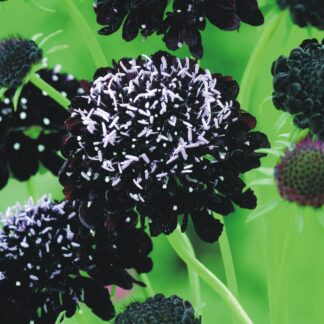 Scabiosa Black Knight - Pincushion Flower