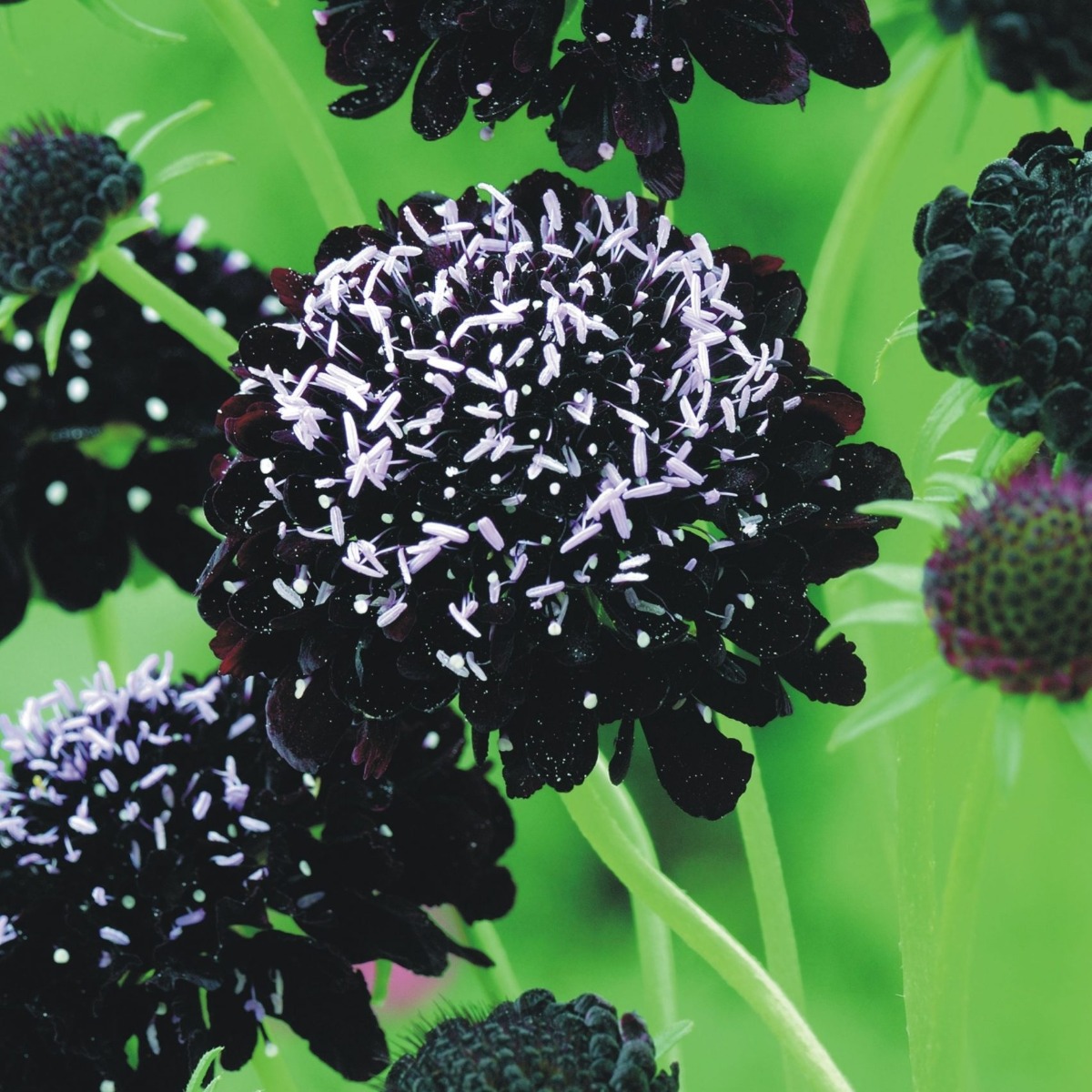 Scabiosa Black Knight - Pincushion Flower
