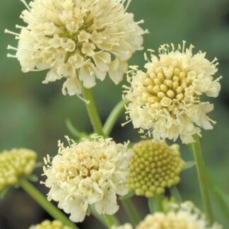 Scabiosa Fata Morgana - Pincushion Flower
