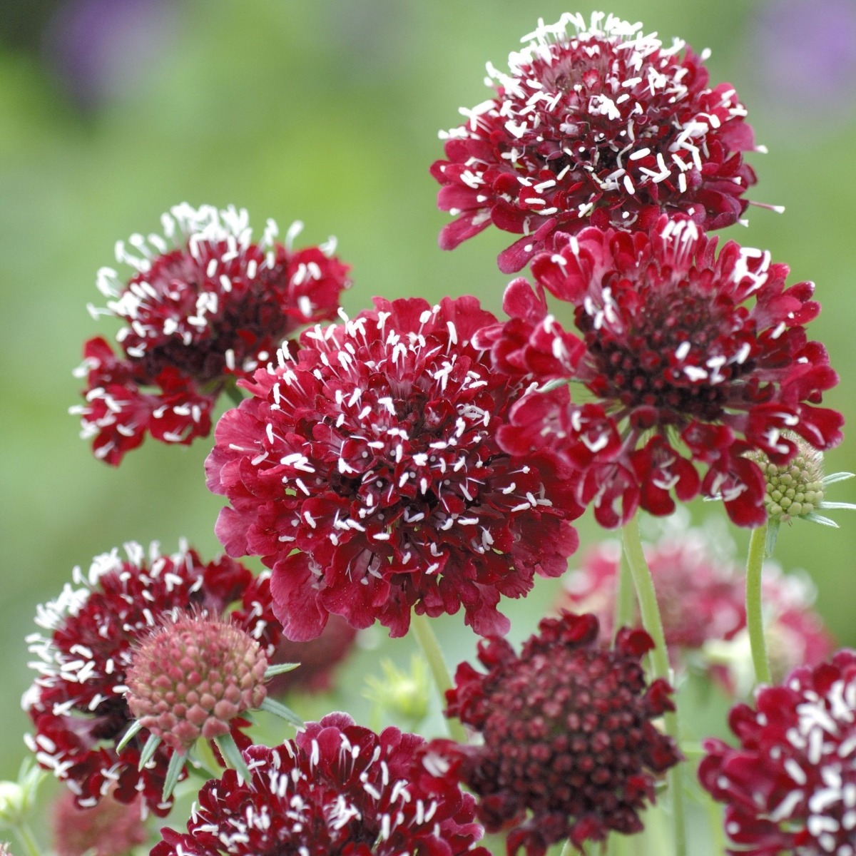 Scabiosa Fire King - Pincushion Flower