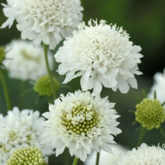 Scabiosa Snowmaiden - Pincushion Flower