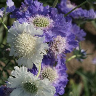 Scabiosa Caucasica 'House's Hybrids' - Scabious