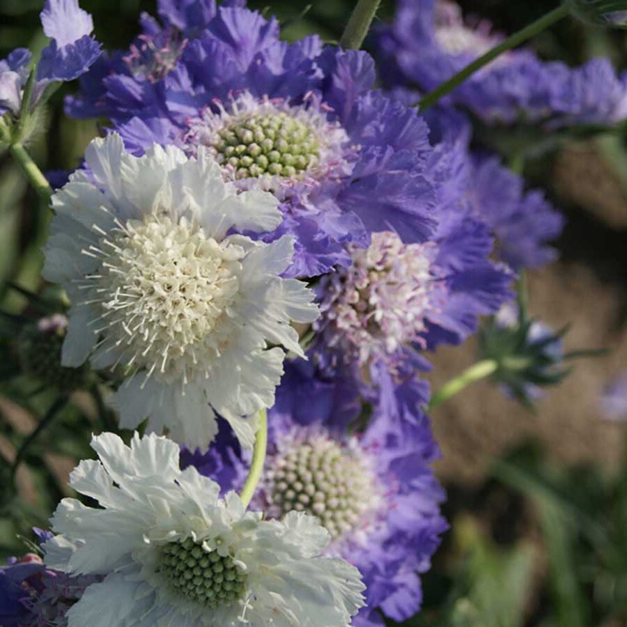 Scabiosa Caucasica 'House's Hybrids' - Scabious