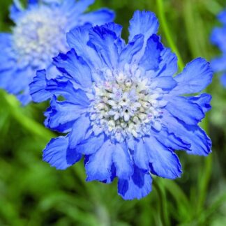Scabiosa Caucasica Fama Deep Blue - Pincushion Flower