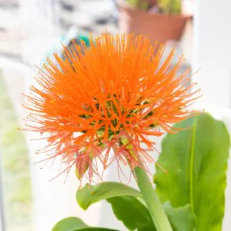 Scadoxus 'Orange Wonder' - Powderpuff Blood Lily Plant