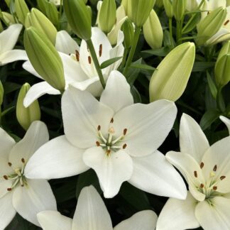 Lilium Scansano - Pack of Five Lily Bulbs