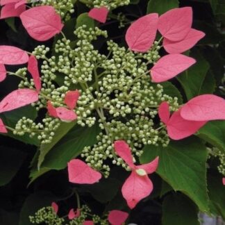 Climbing Hydrangea Anomala Glabra 'Crûg Coral'