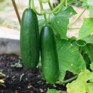 Cucumber 'La Diva'