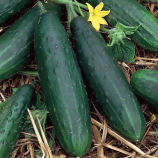 Cucumber Plant Spacemaster