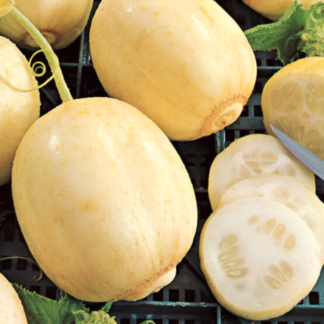 Cucumber 'Crystal Apple'