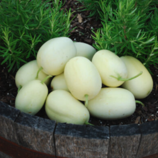 Cucumber 'Dragon Egg'