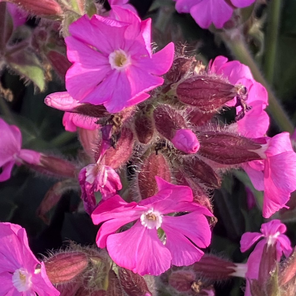 Silene Rollies Favourite - in Bud & Bloom