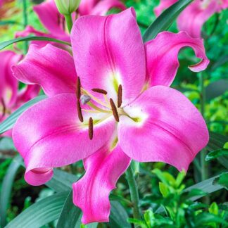Giant Skyscraper Towering Tree Like Oriental Lily - Lilium 'Robina' - Pack of Three