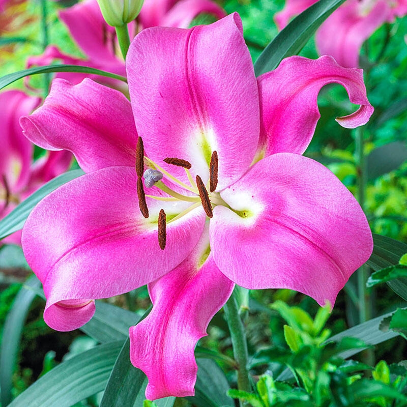 Giant Skyscraper Towering Tree Like Oriental Lily - Lilium 'Robina' - Pack of Three