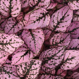Hypoestes Splash Pink - Polka Dot Plant