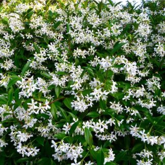 Star Jasmine - Fragrant Evergreen Trachelospermum Climber - 80-100cms