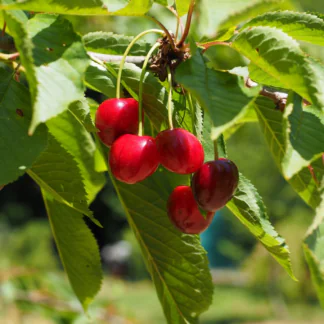 Cherry Tree - Stella Bush (Colt) - 150-170cm Tall