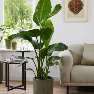Rare - Strelitzia Nicolai - Large White Bird of Paradise Plant 130-150cm