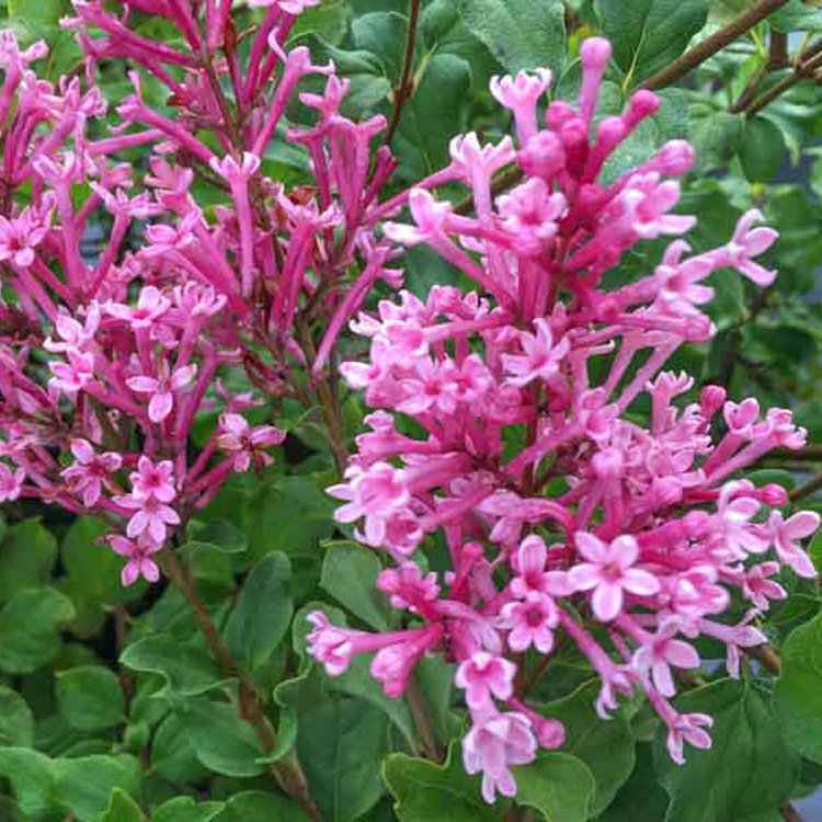 Syringa Bloomerang 'Pink Perfume'
