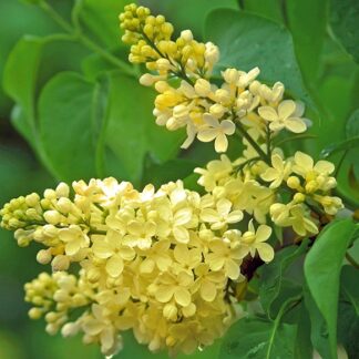 Syringa Vulgaris Primrose - Rare Yellow Lilac Bush