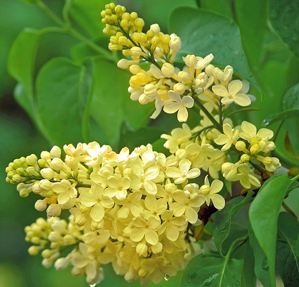 Syringa Vulgaris Primrose - Rare Yellow Lilac Bush