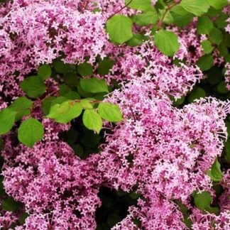 Syringa Palibin - Dwarf Scented Lilac Bush - in Bud & Bloom
