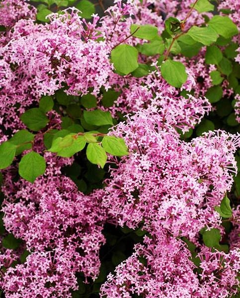 Syringa Palibin - Dwarf Scented Lilac Bush - in Bud & Bloom