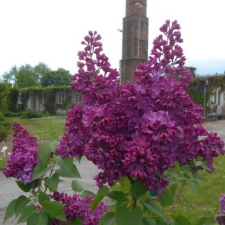 Syringa Vulgaris ‘znamya Linina’ - Purple Lilac