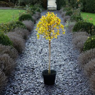 Large Variegated Holly Tree Standard - Ilex Altaclerensis 'Lawsoniana' - Circa 140-160cm Tall