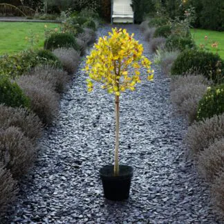 Large Variegated Holly Tree Standard - Ilex Altaclerensis 'Lawsoniana' - Circa 140-160cm Tall