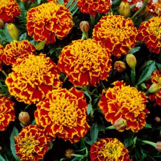 French Marigold - Honeycomb