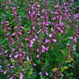 Teucrium x Lucidrys - Hybrid Germander Plant