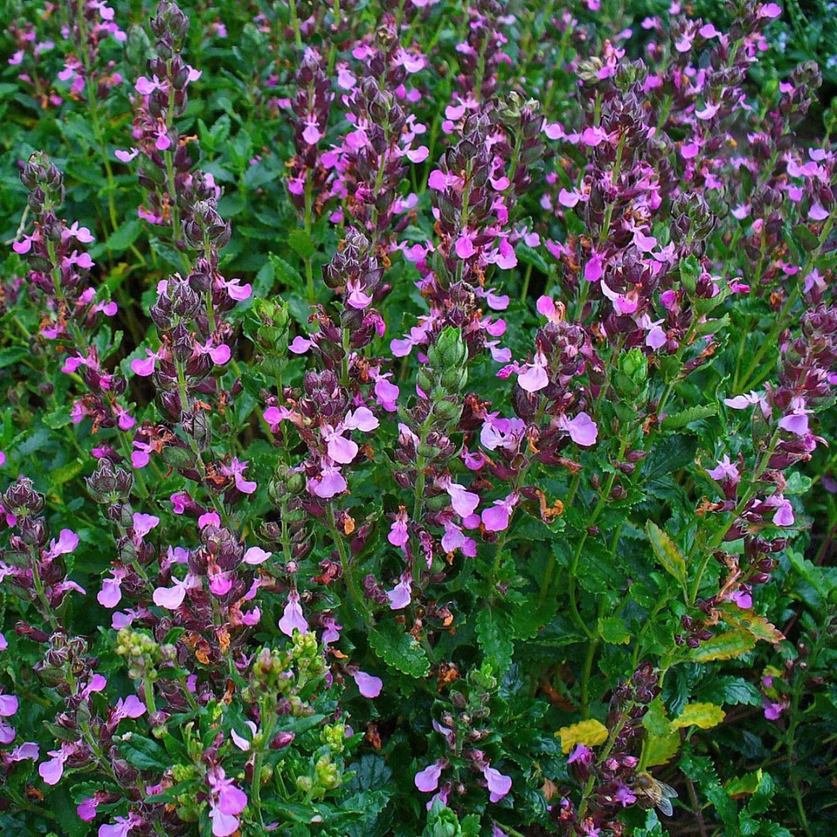 Teucrium x Lucidrys - Hybrid Germander Plant