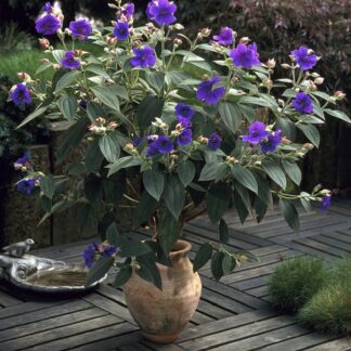 Tibouchina Urvilleana - Princess Flower Patio Plant