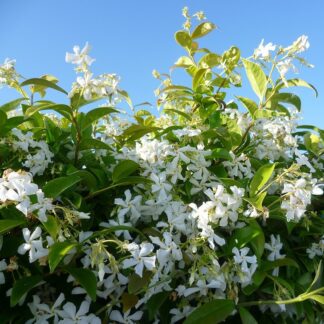 Fragrant Evergreen Star Jasmine -Trachelospermum Jasminoides - 180-200cm