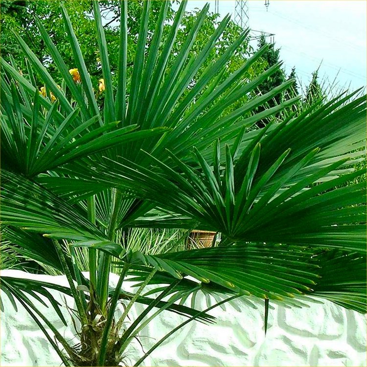 Trachycarpus Fortunei - Hardy Chusan Windmill Fan Palm - 60-70cms