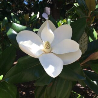 Magnolia Grandiflora 'Alta'- Bull Bay Tree - Large Evergreen Magnolia Tree -Circa 180-200cms