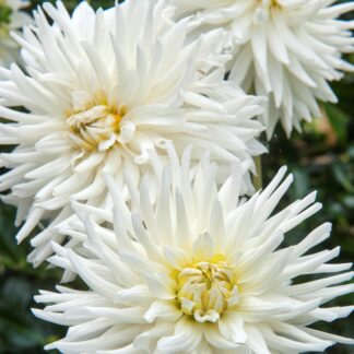 Dahlia 'Tutu' - Cactus Dahlia