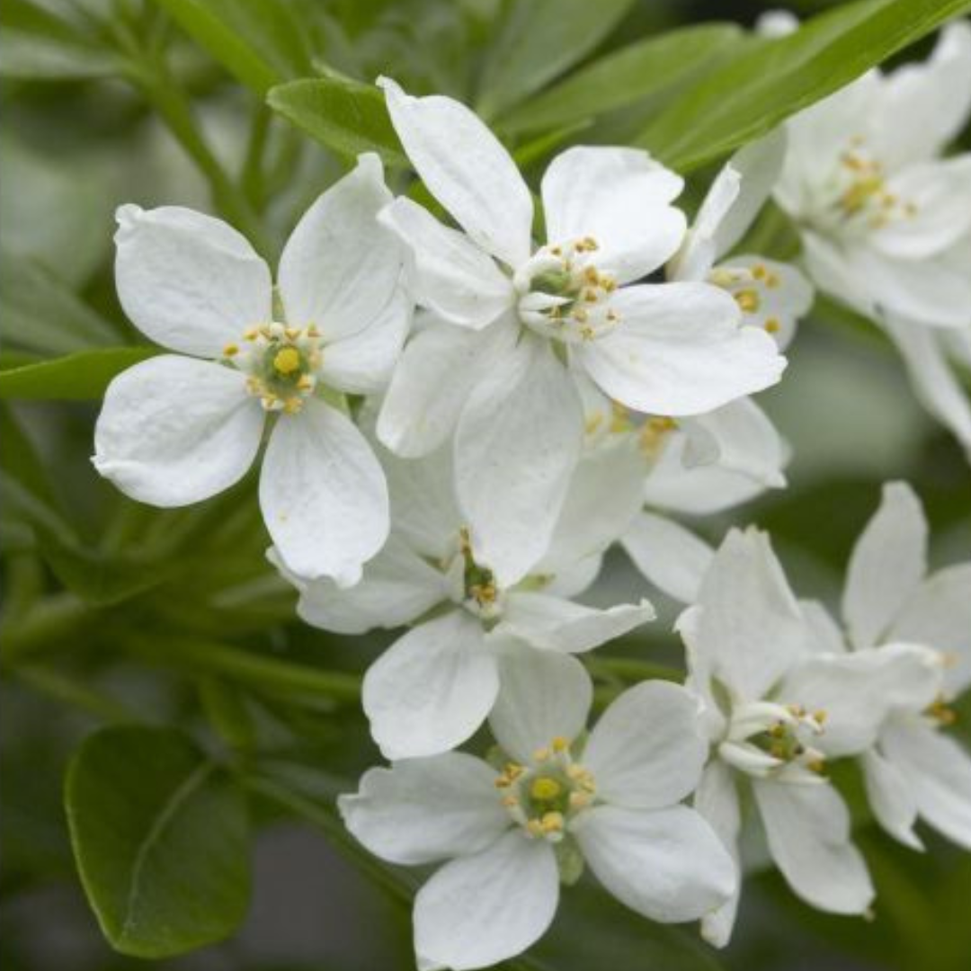 Choisya Ternata - Mexican Orange Blossom