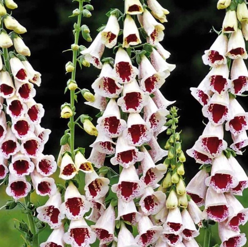 Digitalis Purpurea Elsey Kelsey